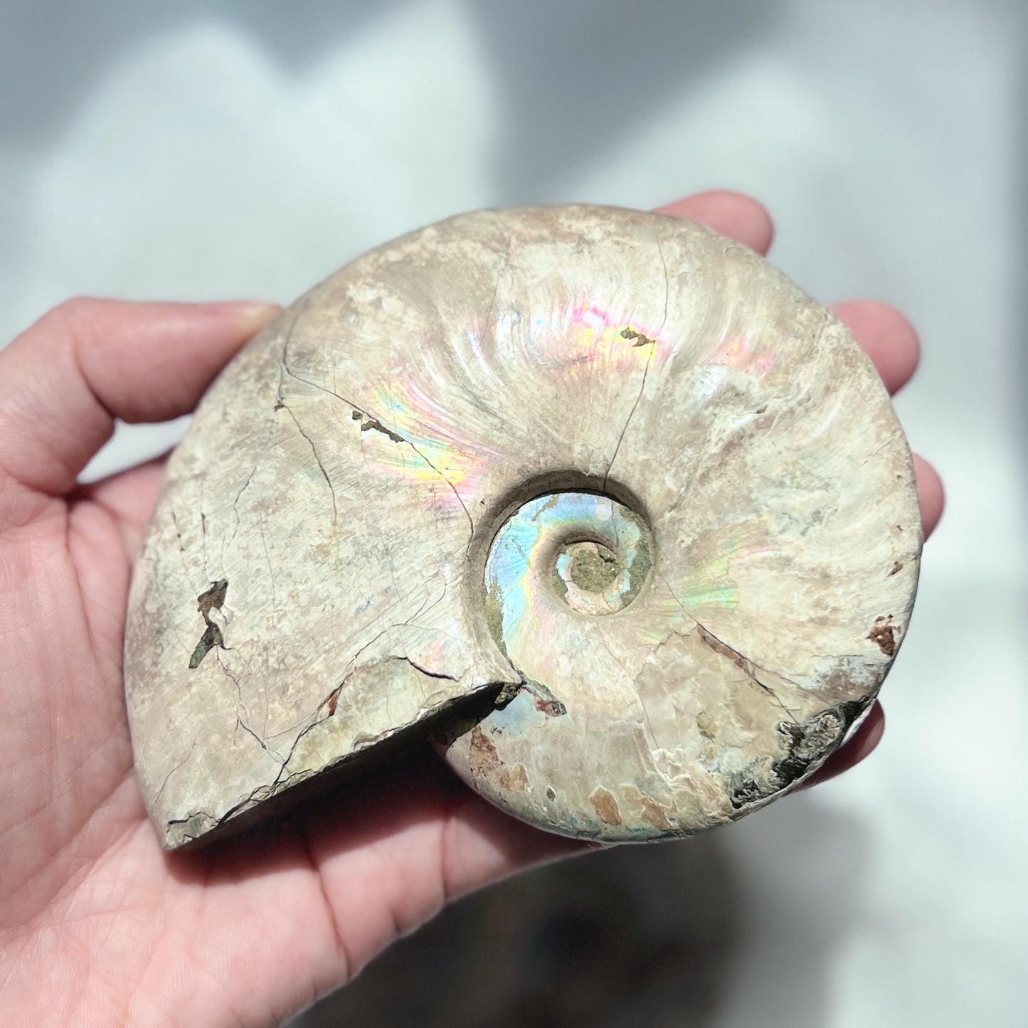 Ammonite Fossil (AMM-005)