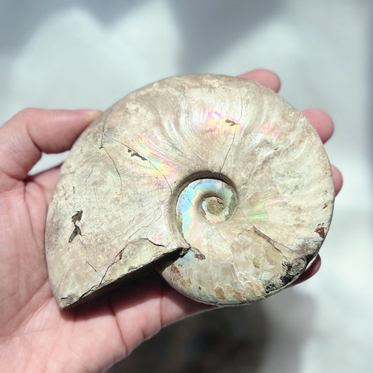 Ammonite 斑彩螺