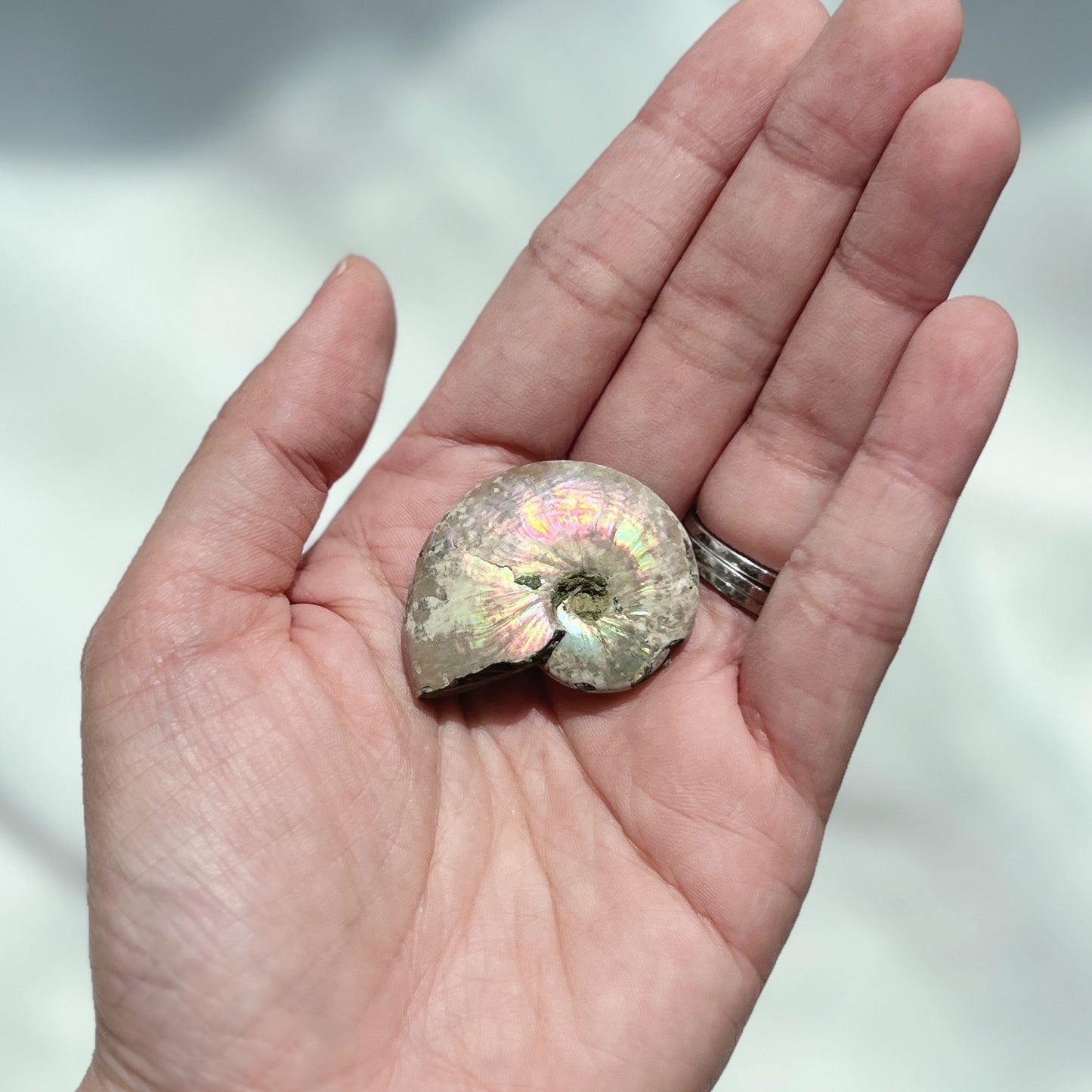 Ammonite Fossil (AMM-014)