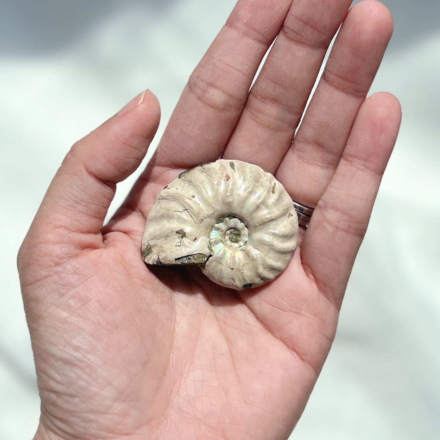 Ammonite Fossil (AMM-011)