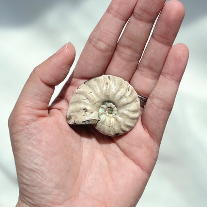 Ammonite 斑彩螺