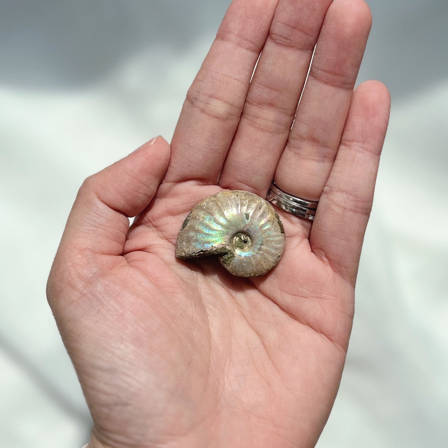 Ammonite Fossil (AMM-015)