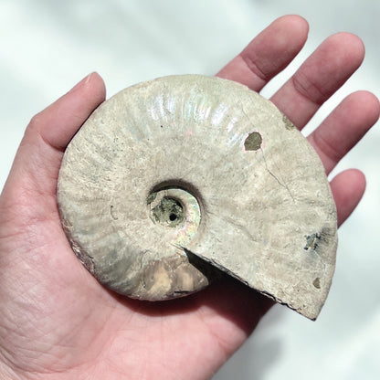 Ammonite 斑彩螺