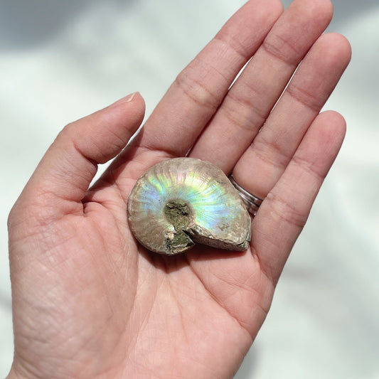 Ammonite 斑彩螺