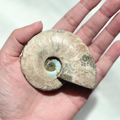 Ammonite 斑彩螺