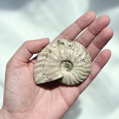 Ammonite 斑彩螺