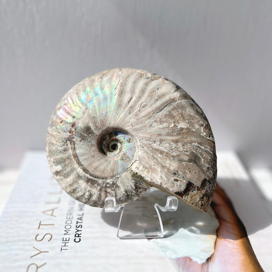 Ammonite 斑彩螺