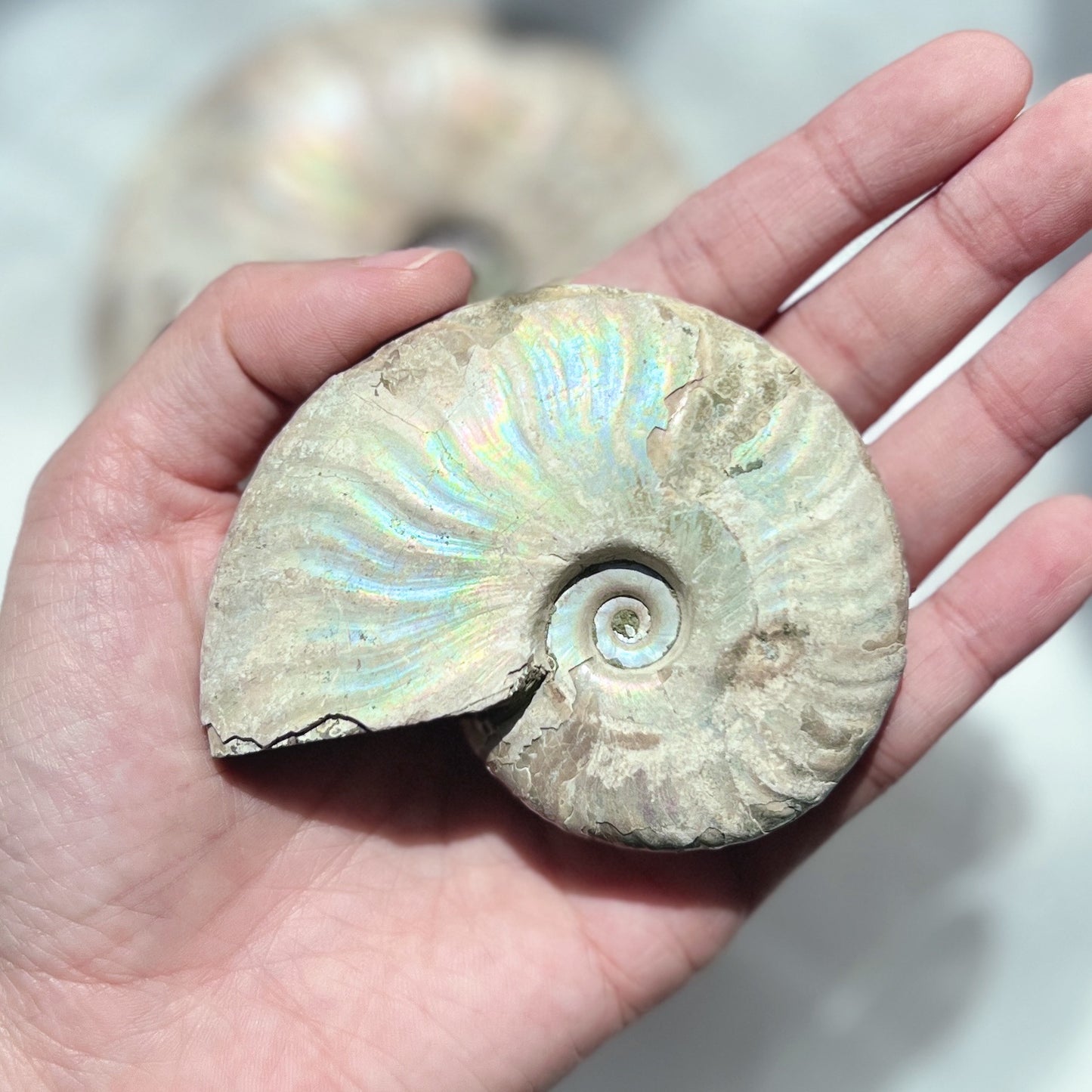 Ammonite Fossil (AMM-007)