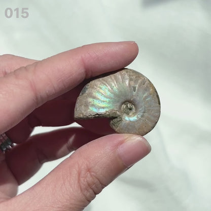 Ammonite 斑彩螺