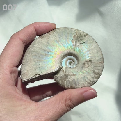 Ammonite 斑彩螺