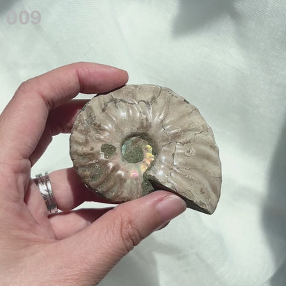 Ammonite 斑彩螺