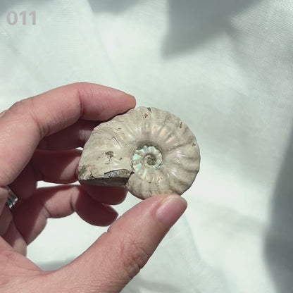 Ammonite 斑彩螺